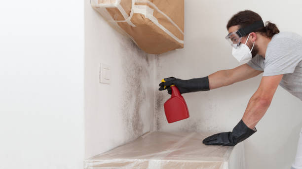 Professional Basement Mold Remediation technician working in Dayton, MD