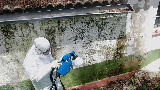 Top rated local Basement Mold Remediation specialists in Dayton, MD